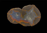 79 bed thunderegg