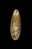rocky butte jasper cabochon