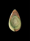 royal imperial jasper cabochon