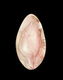 Willow Creek Jasper
