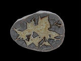 septarian nodule